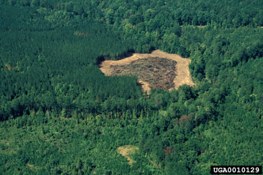 southern pine beetle (Dendroctonus frontalis ) on loblolly pine (Pinus taeda ) - 0010129