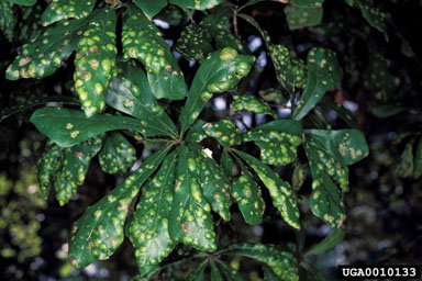 oak leaf blister (Taphrina caerulescens ) on water oak (Quercus nigra ) - 0010133