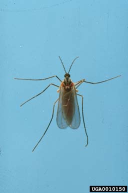 southern cone gall midge, Cecidomyia bisetosa  (Diptera: Cecidomyiidae) - 0010150