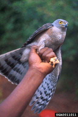 African goshawk, Accipiter tachiro  (Ciconiiformes: Accipitridae) - 0011011