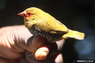 green-backed twinspot, Mandingoa nitidula  (Passeriformes: Passeridae) - 0011012
