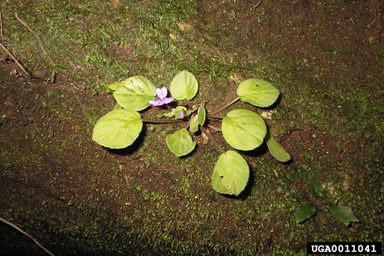 African violet, Saintpaulia spp.  (Scrophulariales: Gesneriaceae) - 0011041