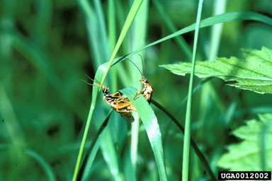 webspinning sawfly, Cephalcia arvensis  (Hymenoptera: Pamphiliidae) - 0012002