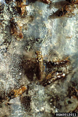 webspinning sawfly, Cephalcia arvensis  (Hymenoptera: Pamphiliidae) - 0012011