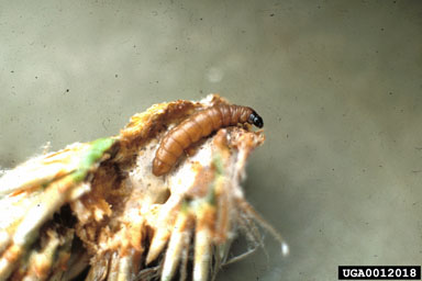 European pine shoot moth, Rhyacionia buoliana  (Lepidoptera: Tortricidae) - 0012018