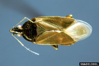 Anthocorid bug, Scoloposcelis flavicornis  (Hemiptera: Lyctocoridae) - 0013001