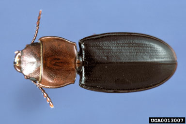 bark-gnawing beetles, Tenebroides collaris  (Coleoptera: Trogossitidae) - 0013007