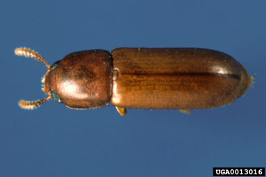darkling beetles, Corticeus spp.  (Coleoptera: Tenebrionidae) - 0013016