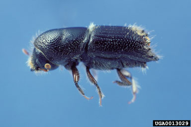sixspined ips, Ips calligraphus  (Coleoptera: Curculionidae) - 0013029