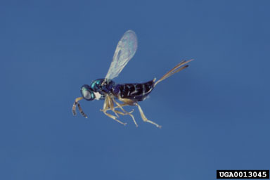 bark beetle parasites, Roptrocerus spp.  (Hymenoptera: Pteromalidae) - 0013045