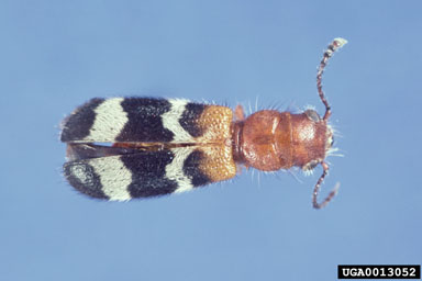 checkered beetle, Thanasimus dubius  (Coleoptera: Cleridae) - 0013052