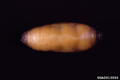 Lonchaeids, Lonchaea spp.  (Diptera: Lonchaeidae) - 0013055