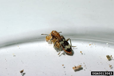 checkered beetle, Thanasimus dubius  (Coleoptera: Cleridae) - 0013063