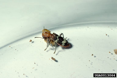 checkered beetle, Thanasimus dubius  (Coleoptera: Cleridae) - 0013064