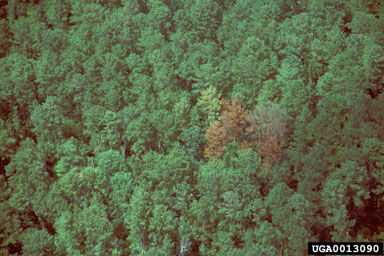 southern pine beetle (Dendroctonus frontalis ) on loblolly pine (Pinus taeda ) - 0013090