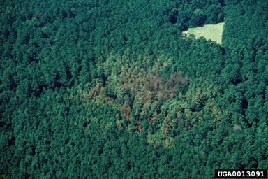 southern pine beetle (Dendroctonus frontalis ) on loblolly pine (Pinus taeda ) - 0013091