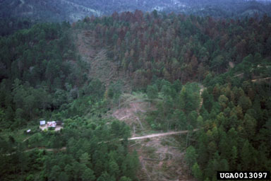 southern pine beetle (Dendroctonus frontalis ) on Ocote pine (Pinus oocarpa ) - 0013097