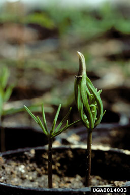 cypress,    (Pinales: Cupressaceae) - 0014003