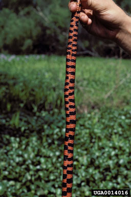 snakes,    (Squamata: ) - 0014016