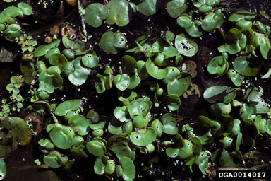 waterhyacinth, Eichhornia crassipes  (Liliales: Pontederiaceae) - 0014017