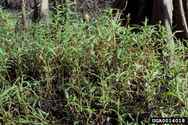 knotweed, Polygonum spp.  (Polygonales: Polygonaceae) - 0014018