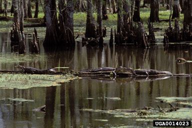 American alligator, Alligator mississippiensis  (Crocodilia: Alligatoridae) - 0014023