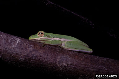 green tree frog, Hyla cinerea  (Anura: Hylidae) - 0014025