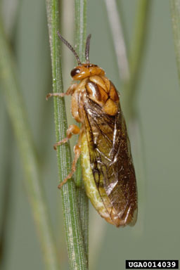 blackheaded pine sawfly (Neodiprion excitans ) on pine (Pinus spp. ) - 0014039