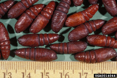 yellownecked caterpillar, Datana ministra  (Lepidoptera: Notodontidae) - 0014044