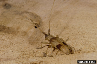 living-hickory borer, Goes pulcher  (Coleoptera: Cerambycidae) - 0014053
