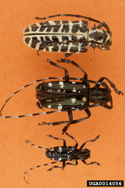 Asian longhorned beetle, Anoplophora glabripennis  (Coleoptera: Cerambycidae) - 0014056