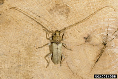 red oak borer, Enaphalodes rufulus  (Coleoptera: Cerambycidae) - 0014058