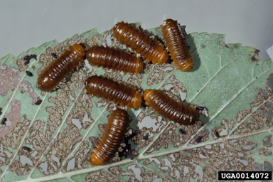 larger elm leaf beetle (Monocesta coryli ) on elm (Ulmus spp. ) - 0014072