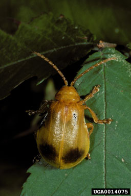larger elm leaf beetle (Monocesta coryli ) on elm (Ulmus spp. ) - 0014075