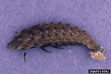 fireflies or lightning bugs,    (Coleoptera: Lampyridae) - 0014081