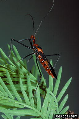 assassin bug, Zelus longipes  (Hemiptera: Reduviidae) - 0014087