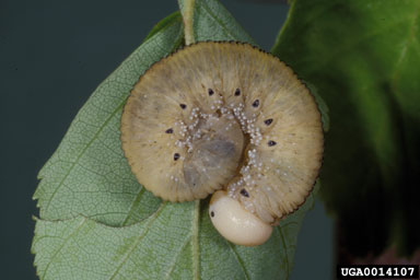 elm sawfly (Cimbex americana ) on river birch (Betula nigra ) - 0014107