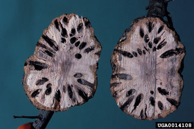 gouty oak gall, Callirhytis quercuspunctata  (Hymenoptera: Cynipidae) - 0014108
