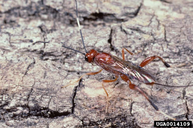 Ichneumonid wasps,    (Hymenoptera: Ichneumonidae) - 0014109