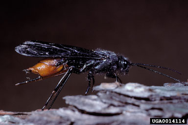 Braconid wasp, Atanycolus comosifrons  (Hymenoptera: Braconidae) - 0014114