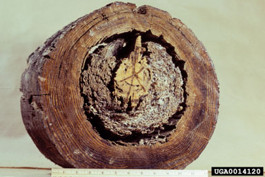 native subterranean termite, Reticulitermes virginicus  (Isoptera: Rhinotermitidae) - 0014120