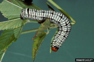 hieroglyphic moth, Dipthera festiva  (Lepidoptera: Noctuidae) - 0014127
