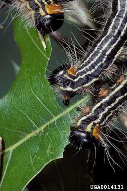 yellownecked caterpillar, Datana ministra  (Lepidoptera: Notodontidae) - 0014131