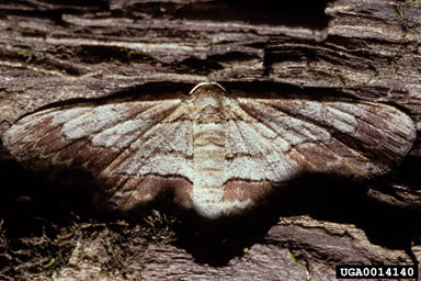butterflies, moths or skippers, Lepidoptera (Order)   (Lepidoptera: No Family Selected (Lepidoptera)) - 0014140