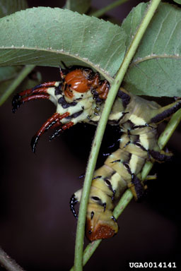 hickory horned devil, Citheronia regalis  (Lepidoptera: Saturniidae) - 0014141