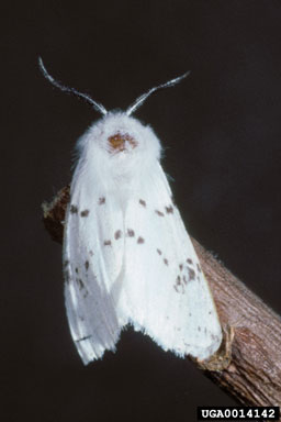 fall webworm, Hyphantria cunea  (Lepidoptera: Arctiidae) - 0014142