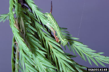 baldcypress sphinx (Isoparce cupressi ) on baldcypress (Taxodium distichum ) - 0014148