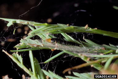 leafrollers and olethreutine moths (  ) on baldcypress leafroller (Archips goyerana ) - 0014169