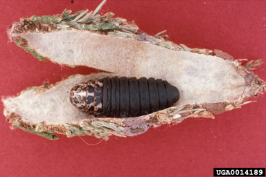 bagworm, Thyridopteryx ephemeraeformis  (Lepidoptera: Psychidae) - 0014189