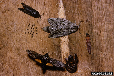 carpenterworm, Prionoxystus robiniae  (Lepidoptera: Cossidae) - 0014192